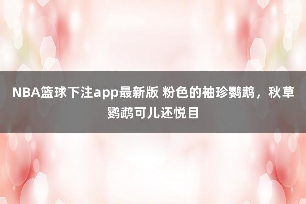 NBA篮球下注app最新版 粉色的袖珍鹦鹉，秋草鹦鹉可儿还悦目