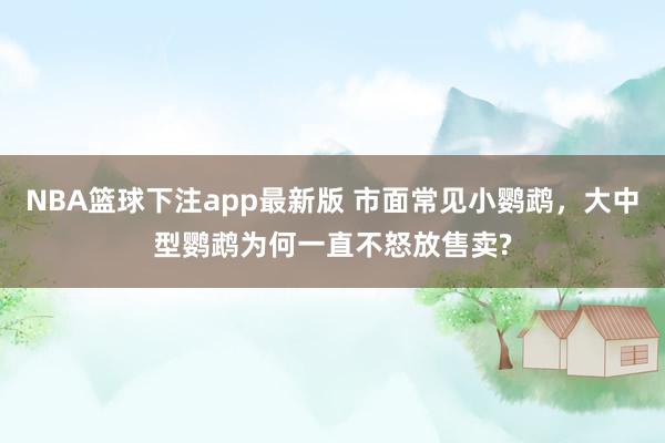 NBA篮球下注app最新版 市面常见小鹦鹉，大中型鹦鹉为何一直不怒放售卖?