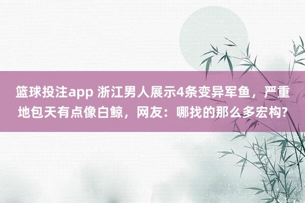 篮球投注app 浙江男人展示4条变异军鱼，严重地包天有点像白鲸，网友：哪找的那么多宏构?