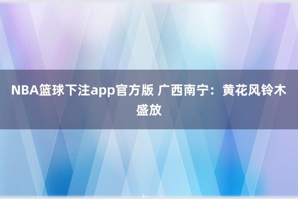 NBA篮球下注app官方版 广西南宁：黄花风铃木盛放
